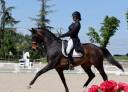 Caballo castrado KWPN Caballo de Deporte Neerland&eacute;s En venta 2012 Bayo moreno