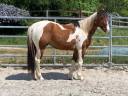 Caballo castrado Paint Horse En venta 2023 P&iacute;o