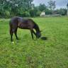 Potranca Silla Franc&eacute;s En venta 2025 Negro por Cher &eacute;poux
