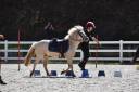 Yegua Welsh Poni (Secci&oacute;n B) En venta 2015 Palomino