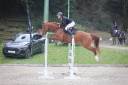 Caballo castrado Silla Franc&eacute;s En venta 2020 Alaz&aacute;n por OGRION DES CHAMPS, SFA