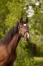 Potranca sBs Caballo de Deporte Belga En venta 2025 Bayo moreno
