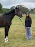 Caballo castrado Otra raza de Caballos En venta 2020 Negro