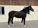 Caballo castrado Otra raza de Caballos En venta 2020 Negro
