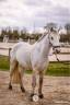Caballo castrado Connemara En venta 2021 Tordo por Gershwin ar kamen