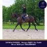 Caballo castrado AQPS En venta 2021 Bayo moreno