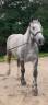 Caballo castrado Percheron En venta 2022 Tordo por Velour d'ecor
