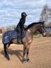 Caballo castrado KWPN Caballo de Deporte Neerland&eacute;s En venta 2020 Bayo moreno por LIAMANT W