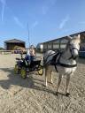 Coche enganches - Calesa - Otra marca - Marathon 