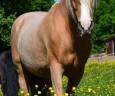 Caballo castrado Origen No Constatado En venta 2015 Otra capa
