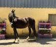 Yegua Silla Franc&eacute;s En venta 2023 Negro por Joker d&rsquo;euskadi