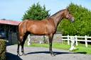 Caballo entero KWPN Caballo de Deporte Neerland&eacute;s En venta 2021 Bayo por Poker de Mariposa