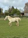Potranca Welsh Poni (Secci&oacute;n D), Welsh Cob  En venta 2025 Crema por Ubiwan des colines