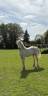 Potranca Welsh Poni (Secci&oacute;n D), Welsh Cob  En venta 2025 Crema por Ubiwan des colines