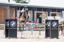 Caballo castrado Silla Franc&eacute;s En venta 2019 Tordo