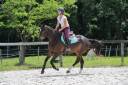 Caballo castrado Anglo-Arabe En venta 2022 Bayo moreno por UPSILON VAN DE HEFFINCK