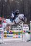 Potro sBs Caballo de Deporte Belga En venta 2025 Bayo moreno