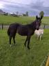 Potro sBs Caballo de Deporte Belga En venta 2025 Bayo moreno