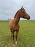 Caballo castrado Media Sangre Arabe En venta 2019 Alaz&aacute;n por CALCIUM ARTAGNAN AA