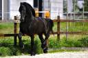 Potro Fris&oacute;n En venta 2026 Negro