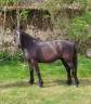 Caballo castrado Connemara En venta 2022 Negro