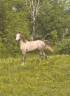 Caballo castrado Arabe En venta 2025 Tordo por FIRST DEL ROC