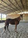 Caballo castrado Silla Franc&eacute;s En venta 2023 Alaz&aacute;n por MYLORD CARTHAGO
