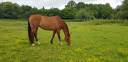 Yegua KWPN Caballo de Deporte Neerland&eacute;s En venta 2010 Bayo por up to date