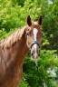 Caballo castrado Silla Franc&eacute;s En venta 2020 Alaz&aacute;n tostado