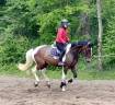 Caballo castrado KWPN Caballo de Deporte Neerland&eacute;s En venta 2022 P&iacute;o