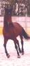 Caballo castrado PRE Pura Raza Espa&ntilde;ola En venta 2017 Bayo moreno