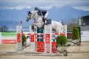 Caballo castrado Silla Franc&eacute;s En venta 2011 Tordo