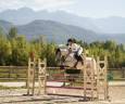Caballo castrado PFS Poni Fran&ccedil;&eacute;s de Silla En venta 2016 Tordo