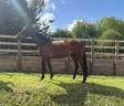 Yegua Silla Franc&eacute;s En venta 2020 Bayo por Bisquet Balou