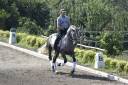 Caballo castrado PRE Pura Raza Espa&ntilde;ola En venta 2021 Tordo por Cascabel G