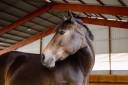 Yegua PFS Poni Fran&ccedil;&eacute;s de Silla En venta 2017 Bayo