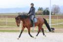 Caballo castrado Caballo de Deporte Alem&aacute;n En venta 2020 Bayo