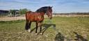 Caballo castrado Caballo de Deporte Alem&aacute;n En venta 2020 Bayo
