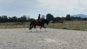 Caballo castrado Caballo de Deporte Alem&aacute;n En venta 2020 Bayo