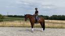 Caballo castrado Caballo de Deporte Alem&aacute;n En venta 2020 Bayo