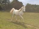 Yegua Arabe En venta 2015 Tordo por FER TAMEK