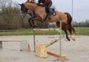 Caballo castrado Silla Franc&eacute;s En venta 2018 Alaz&aacute;n