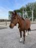 Yegua Poni de Silla Belga En venta 2019 Alaz&aacute;n tostado