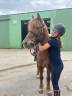 Caballo castrado Origen No Constatado En venta 2015 Alaz&aacute;n tostado