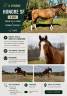 Caballo castrado Silla Franc&eacute;s En venta 2020 Bayo