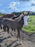 Potro Paint Horse En venta 2025 Sorrel por ROCK SONNY VERSARY
