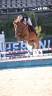 Caballo castrado Otra Raza de Poni En venta 2012 Alaz&aacute;n