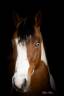 Caballo castrado Paint Horse En venta 2023 Tobiano