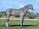 Caballo entero KWPN Caballo de Deporte Neerland&eacute;s En venta 2013 Tordo por Dallas vdl