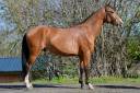 Caballo entero Zangersheide En venta 2023 Bayo por HEARTBREAKER